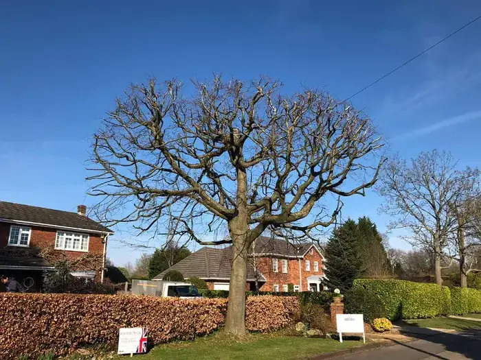 Crown Reduction in Swansea