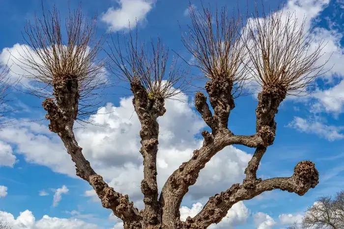 Tree Pollarding in Swansea