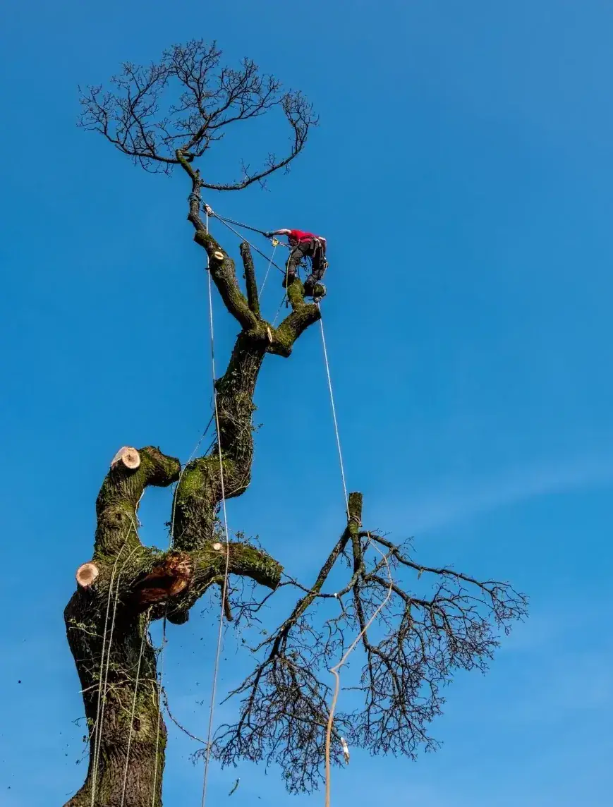 Tree surgeon dismantling a garden tree in sections
