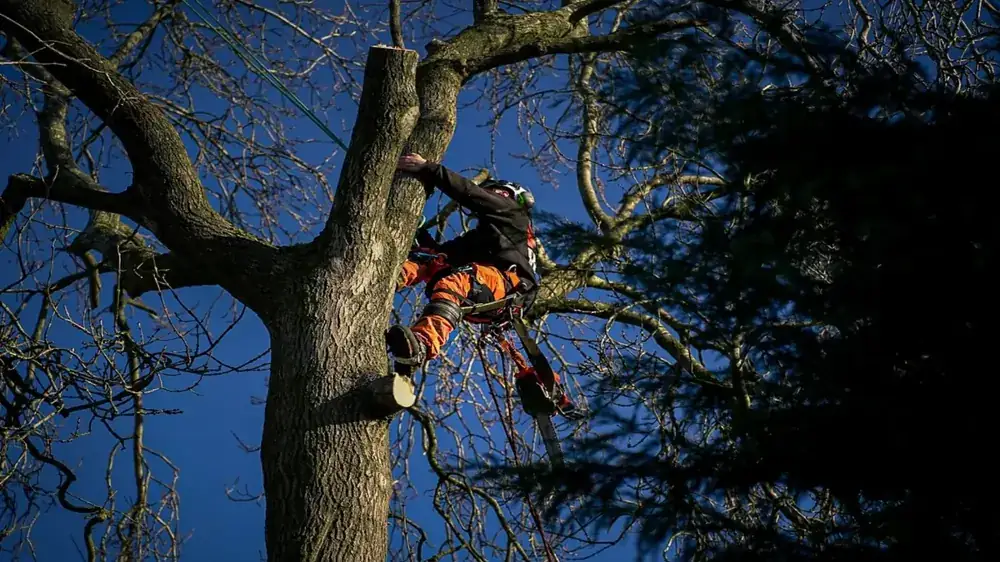 Tree surgeon climbing a mature tree against a blue sky